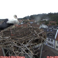 19_50-nest.jpg