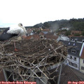 19_55-nest.jpg