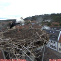20_00-nest.jpg