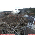 20_05-nest.jpg