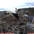 20_10-nest.jpg