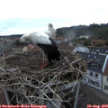 20_15-nest.jpg