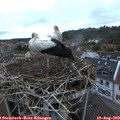 20_20-nest.jpg
