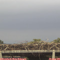 07_30-mast.jpg