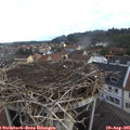07_50-nest.jpg