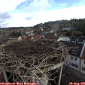 08_20-nest.jpg