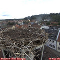 08_25-nest.jpg