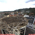 08_50-nest.jpg