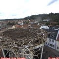 09_05-nest.jpg