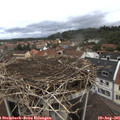 09_20-nest.jpg