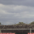 09_30-mast.jpg