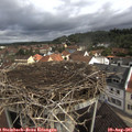 09_30-nest.jpg