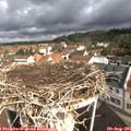09_35-nest.jpg