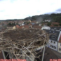 09_45-nest.jpg