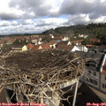 09_50-nest.jpg