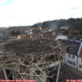 10_00-nest.jpg