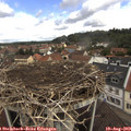 10_50-nest.jpg