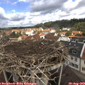 11_00-nest.jpg
