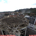 11_10-nest.jpg