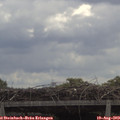 11_15-mast.jpg
