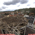 11_20-nest.jpg