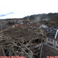 11_30-nest.jpg