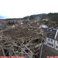 11_50-nest.jpg