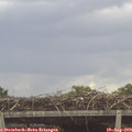 11_55-mast.jpg