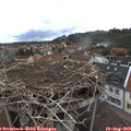 12_00-nest.jpg