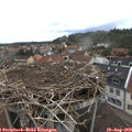 12_10-nest.jpg