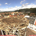 12_35-nest.jpg