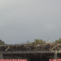 12_40-mast.jpg