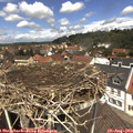 12_40-nest.jpg