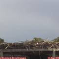 12_50-mast.jpg