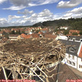 12_50-nest.jpg