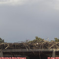 12_55-mast.jpg