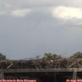 13_00-mast.jpg