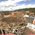 13_00-nest.jpg