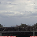 13_10-mast.jpg