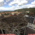 13_10-nest.jpg