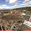 13_15-nest.jpg