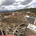 13_25-nest.jpg