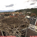 13_30-nest.jpg