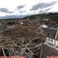 13_35-nest.jpg
