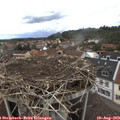 13_40-nest.jpg