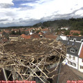 13_55-nest.jpg