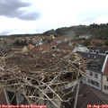 14_30-nest.jpg