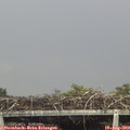 14_55-mast.jpg