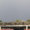 15_00-mast.jpg
