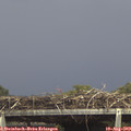 15_05-mast.jpg